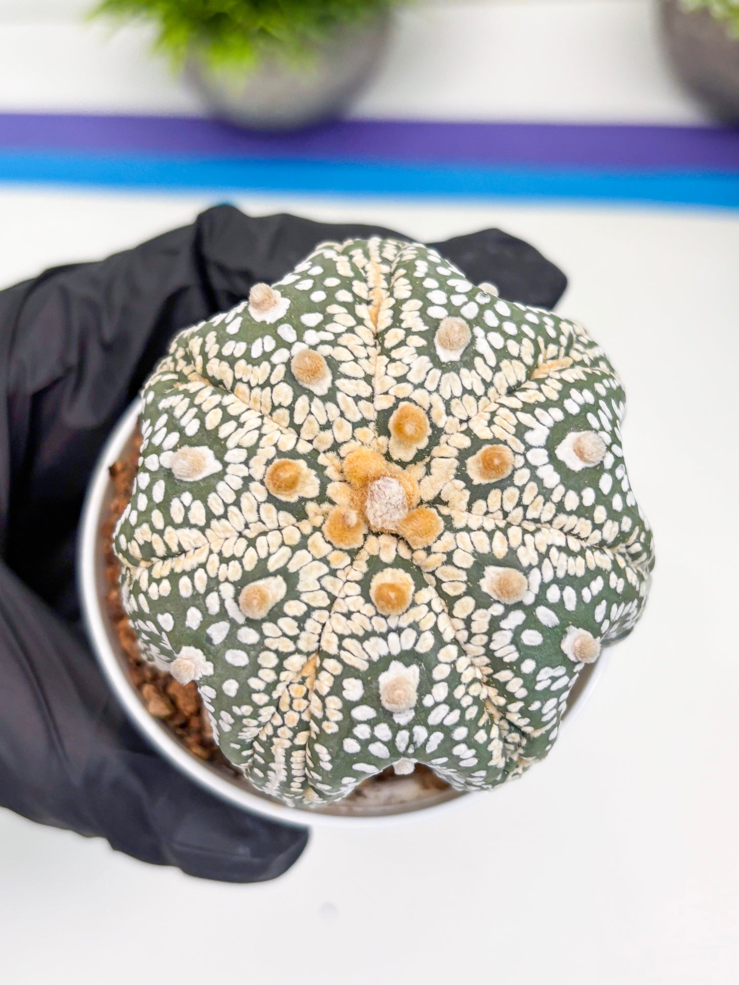 Astrophytum Super Kabuto (t7) (y6) | Imported Plants | 3" Pot