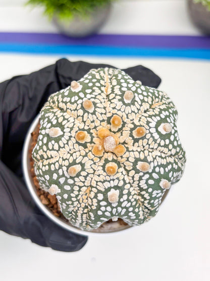 Astrophytum Super Kabuto (t7) (y6) | Imported Plants | 3" Pot