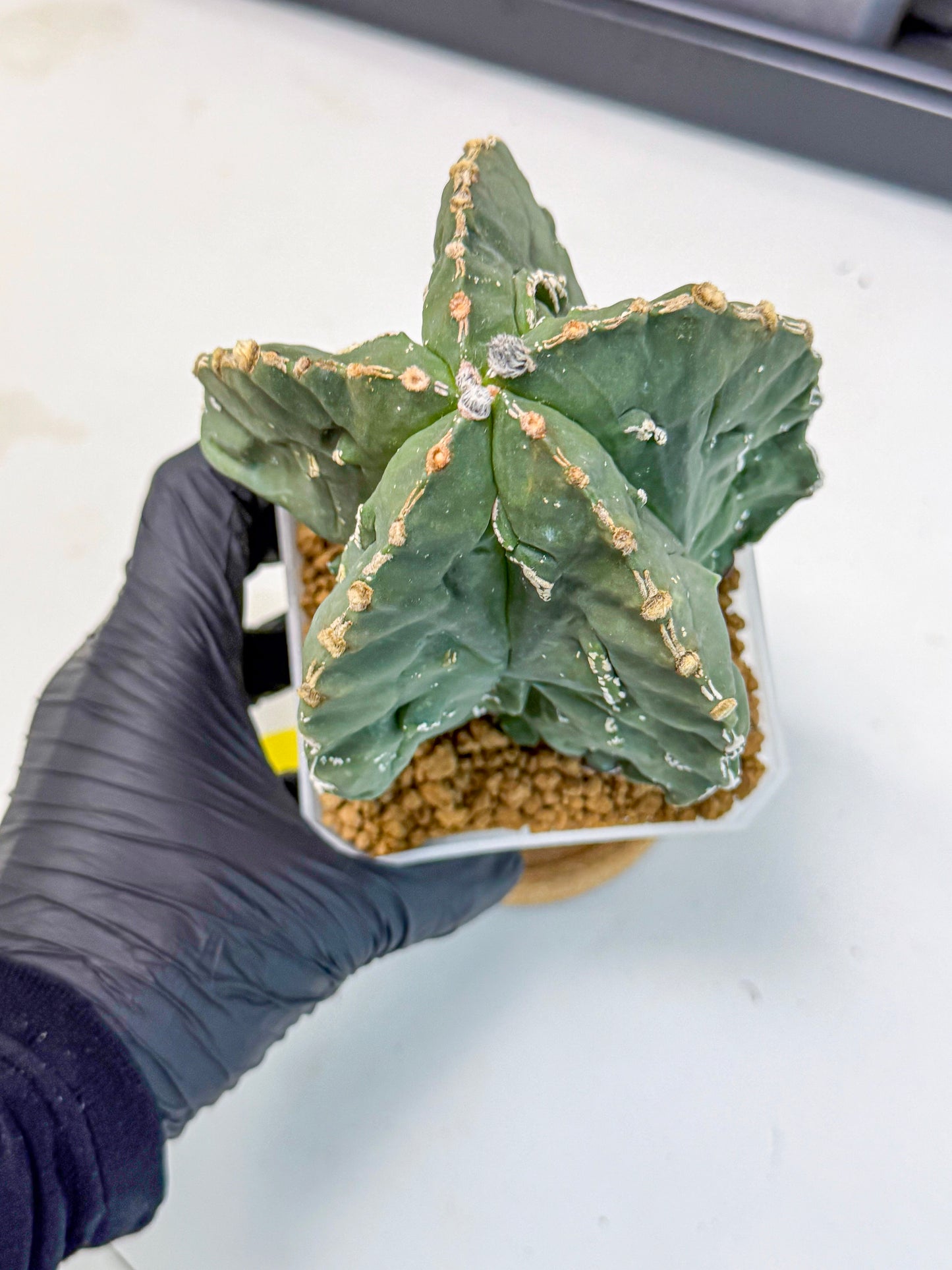 Astrophytum myriostigma 'Fukuryu' (yy) | Desert Plant