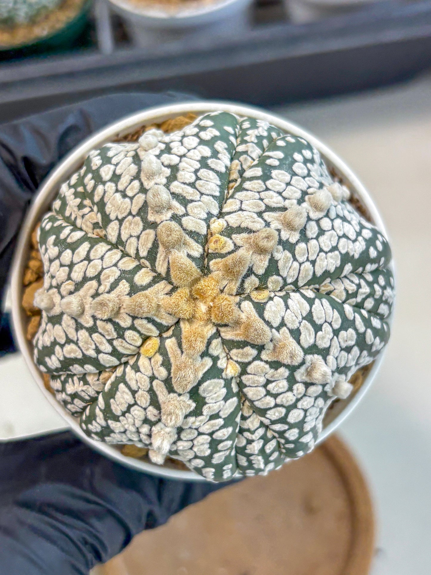 Astrophytum 5-Ribs (at7) (y7) | Living Rocks