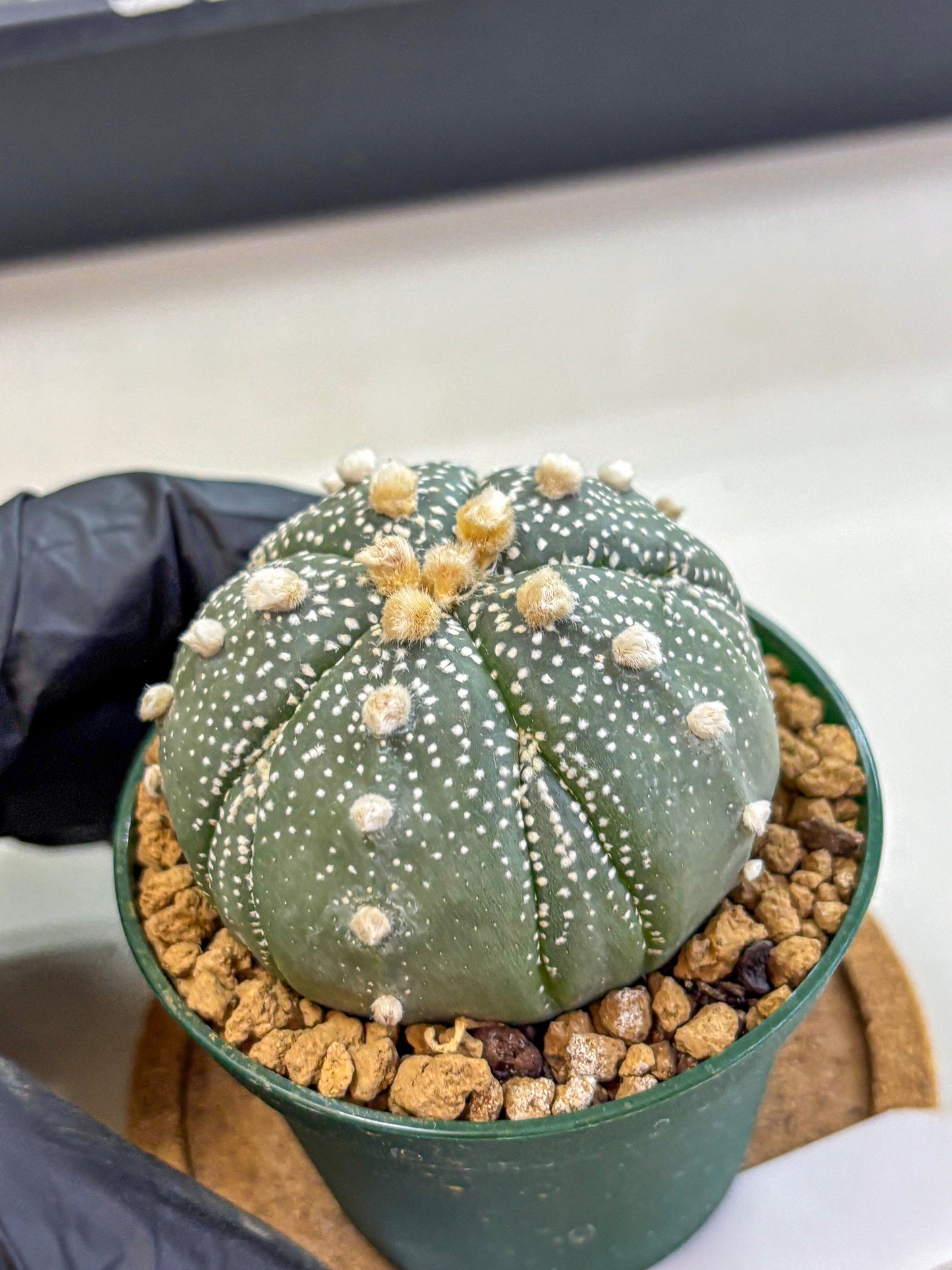 Astrophytum Fukuryu (at8) (09) | Rare Plant | Succulent Cactus