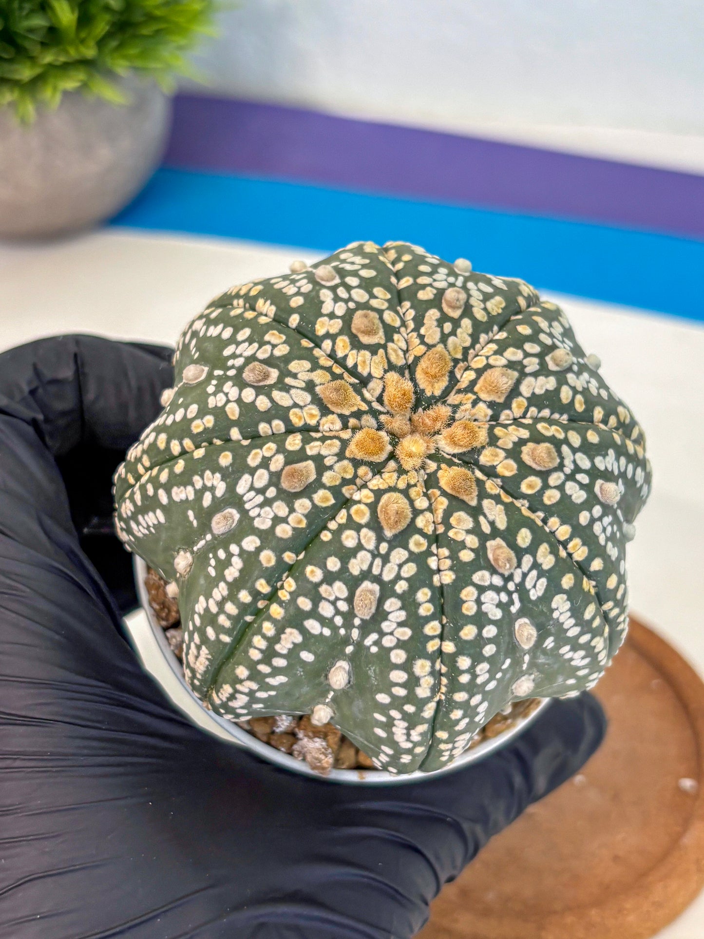Astrophytum Super Kabuto (at10) (09) | sand dollar cactus