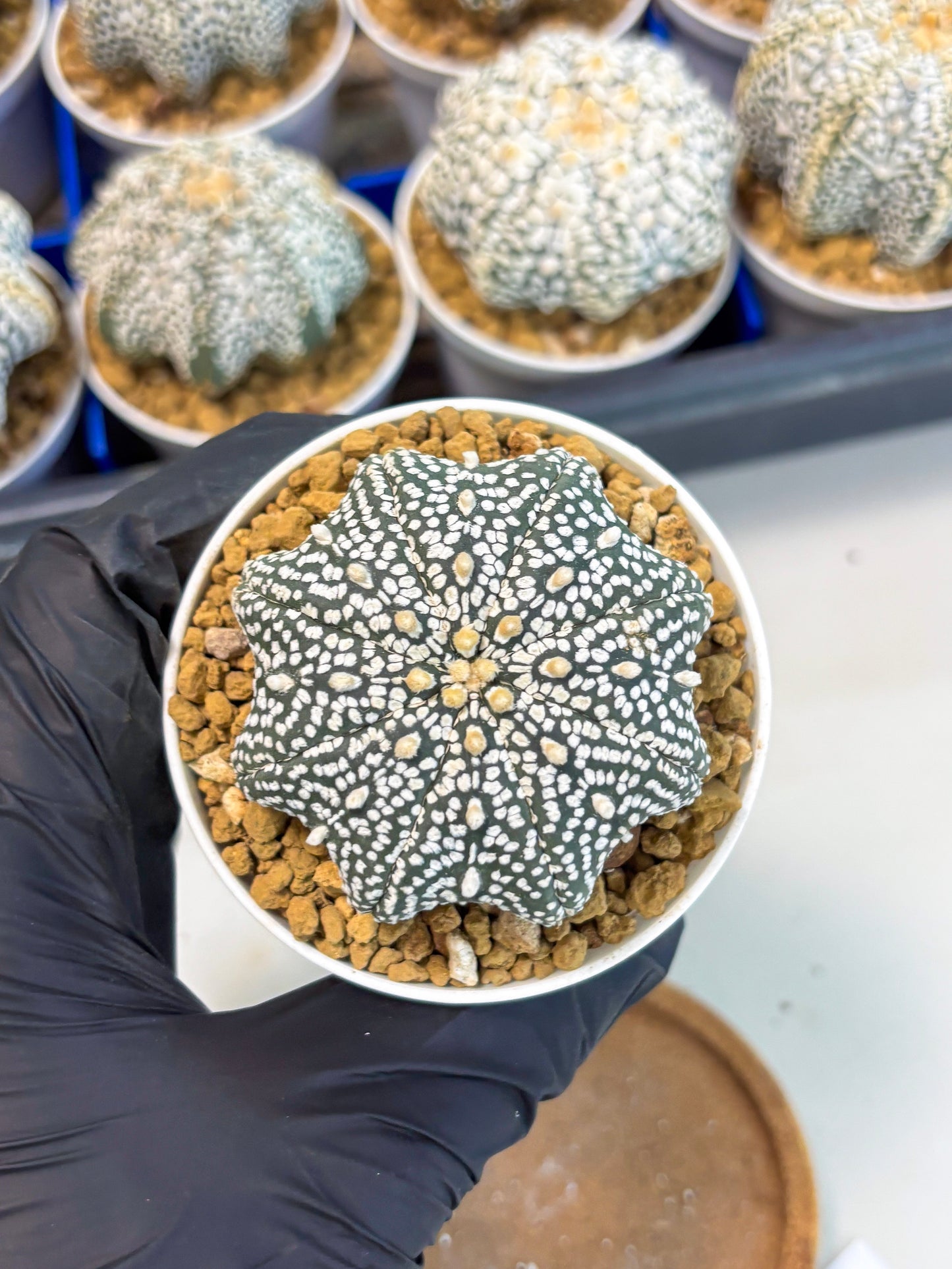 Astrophytum Star Shape (at3) (p4) | Very Rare Cactus