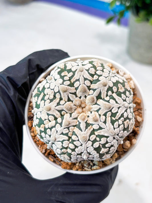 Astrophytum V-Type (T8) (b7) | SHIP from USA