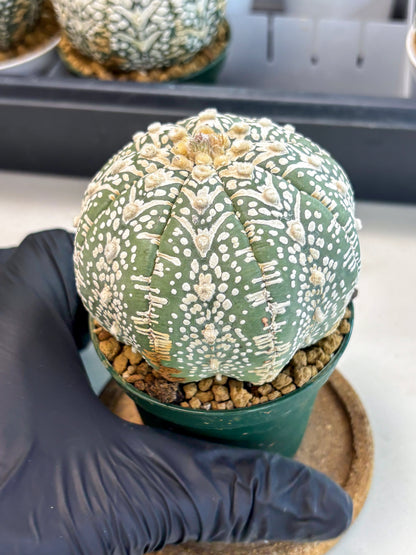 Astrophytum V-Type (at6) (y4) | Rare Star Cactus