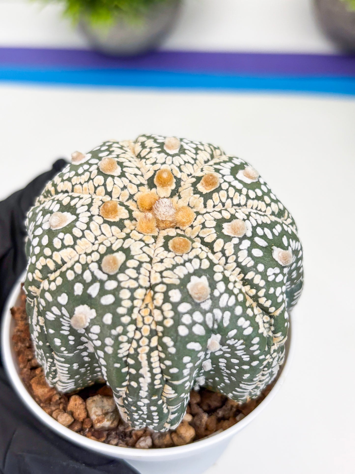 Astrophytum Super Kabuto (t7) (y6) | Imported Plants | 3" Pot