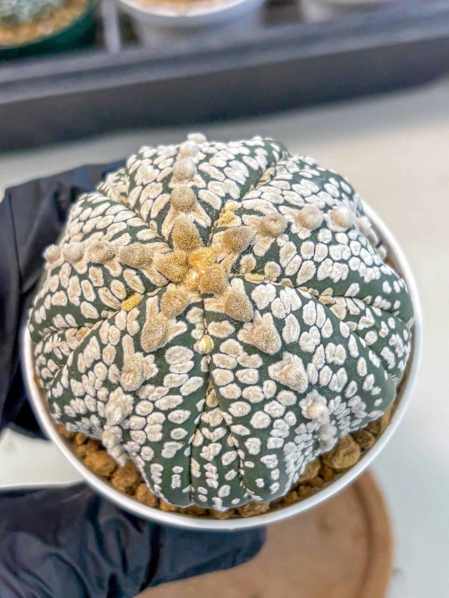 Astrophytum 5-Ribs (at7) (y7) | Living Rocks