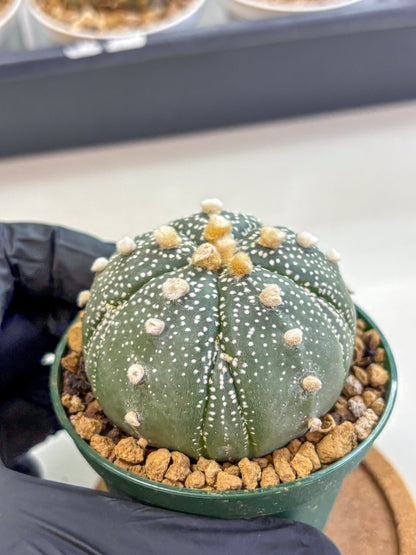 Astrophytum Fukuryu (at8) (09) | Rare Plant | Succulent Cactus