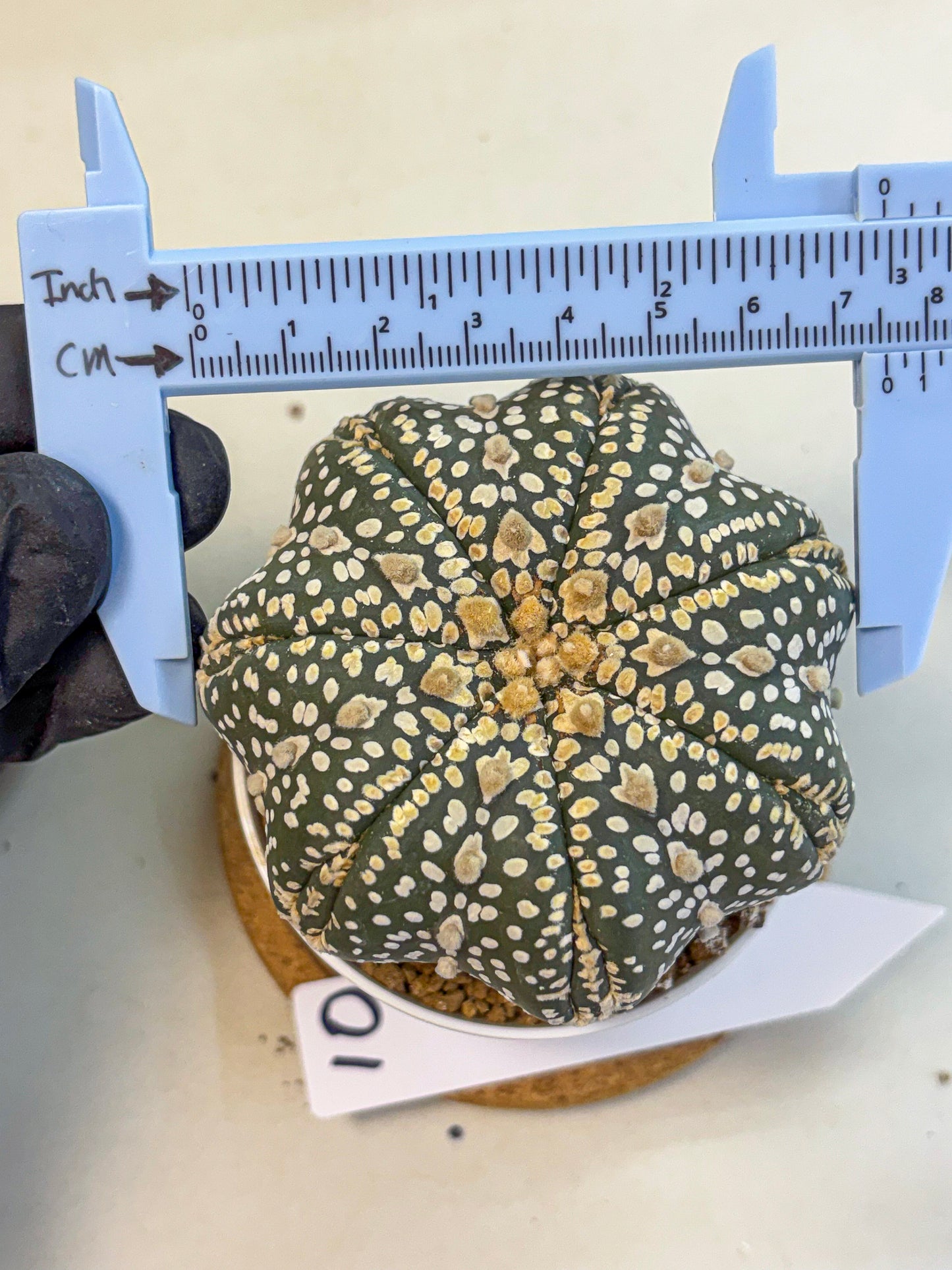 Astrophytum Super Kabuto (at10) (10) | sand dollar cactus