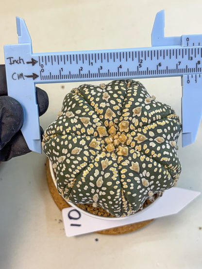 Astrophytum Super Kabuto (at10) (10) | sand dollar cactus