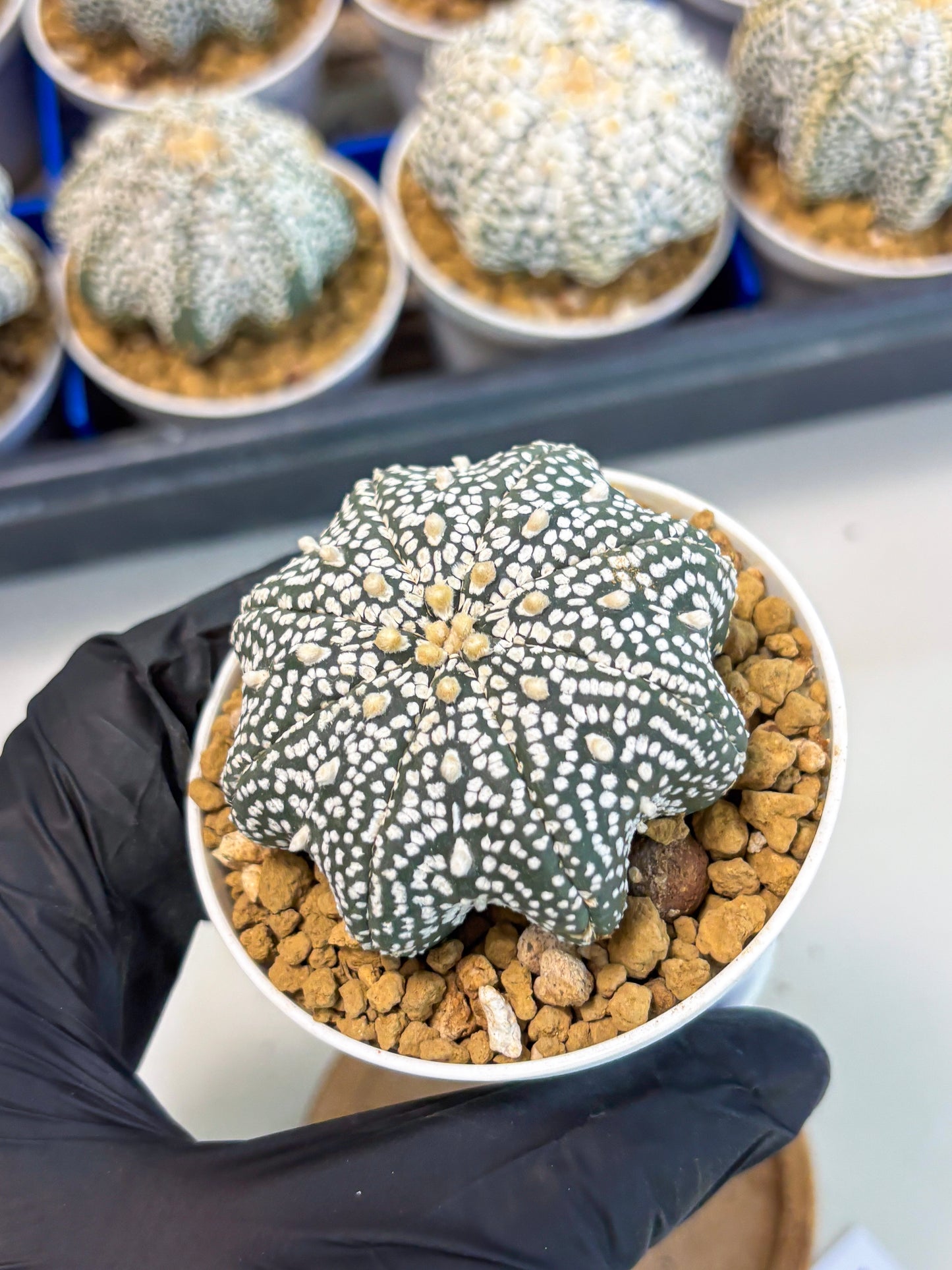 Astrophytum Star Shape (at3) (p4) | Very Rare Cactus