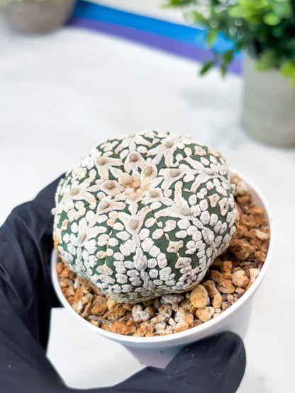 Astrophytum V-Type (T8) (b7) | SHIP from USA