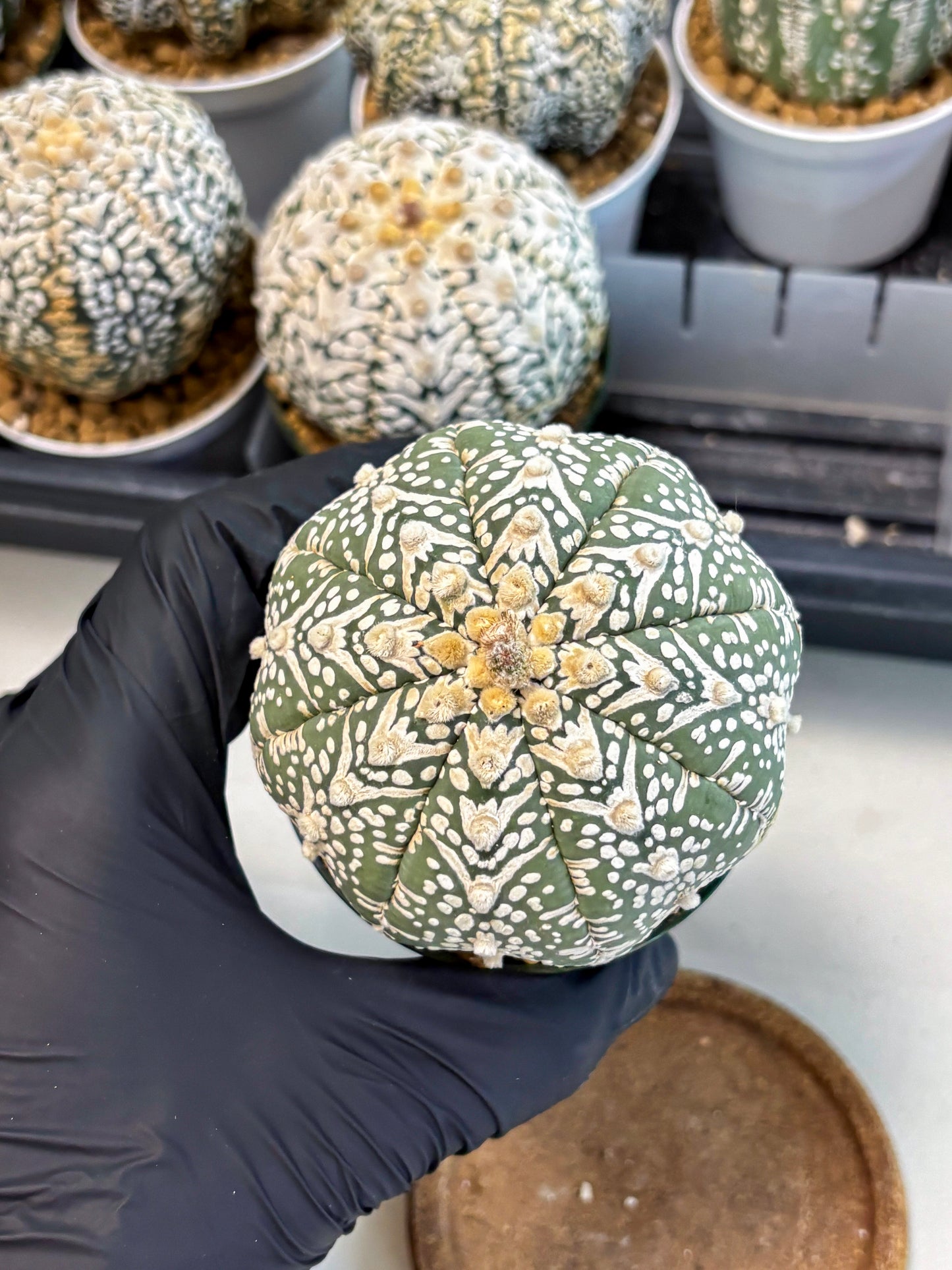 Astrophytum V-Type (at6) (y4) | Rare Star Cactus