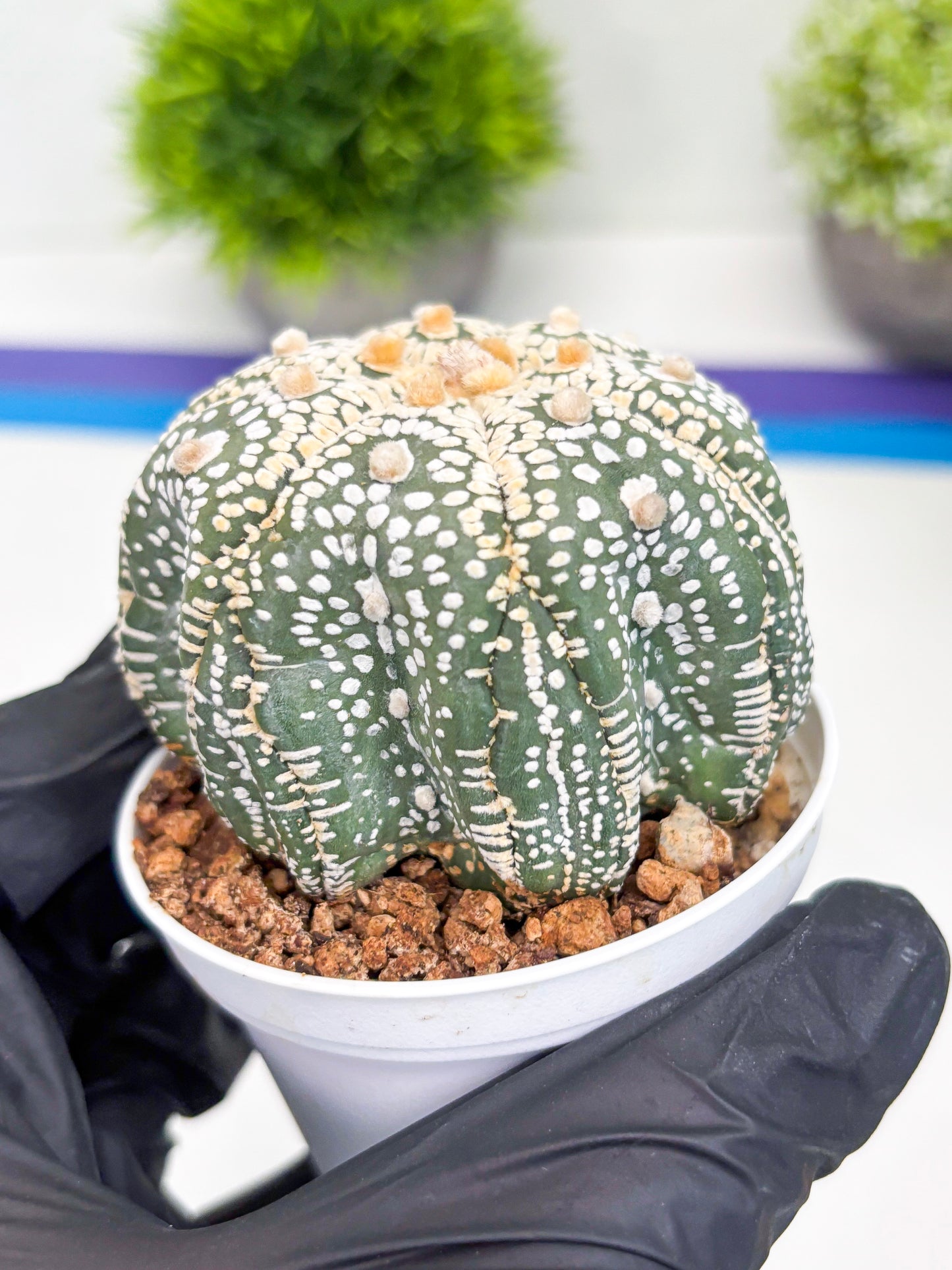 Astrophytum Super Kabuto (t7) (y6) | Imported Plants | 3" Pot