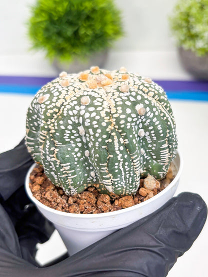 Astrophytum Super Kabuto (t7) (y6) | Imported Plants | 3" Pot