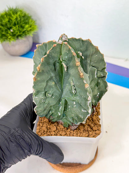 Astrophytum myriostigma 'Fukuryu' (yy) | Desert Plant
