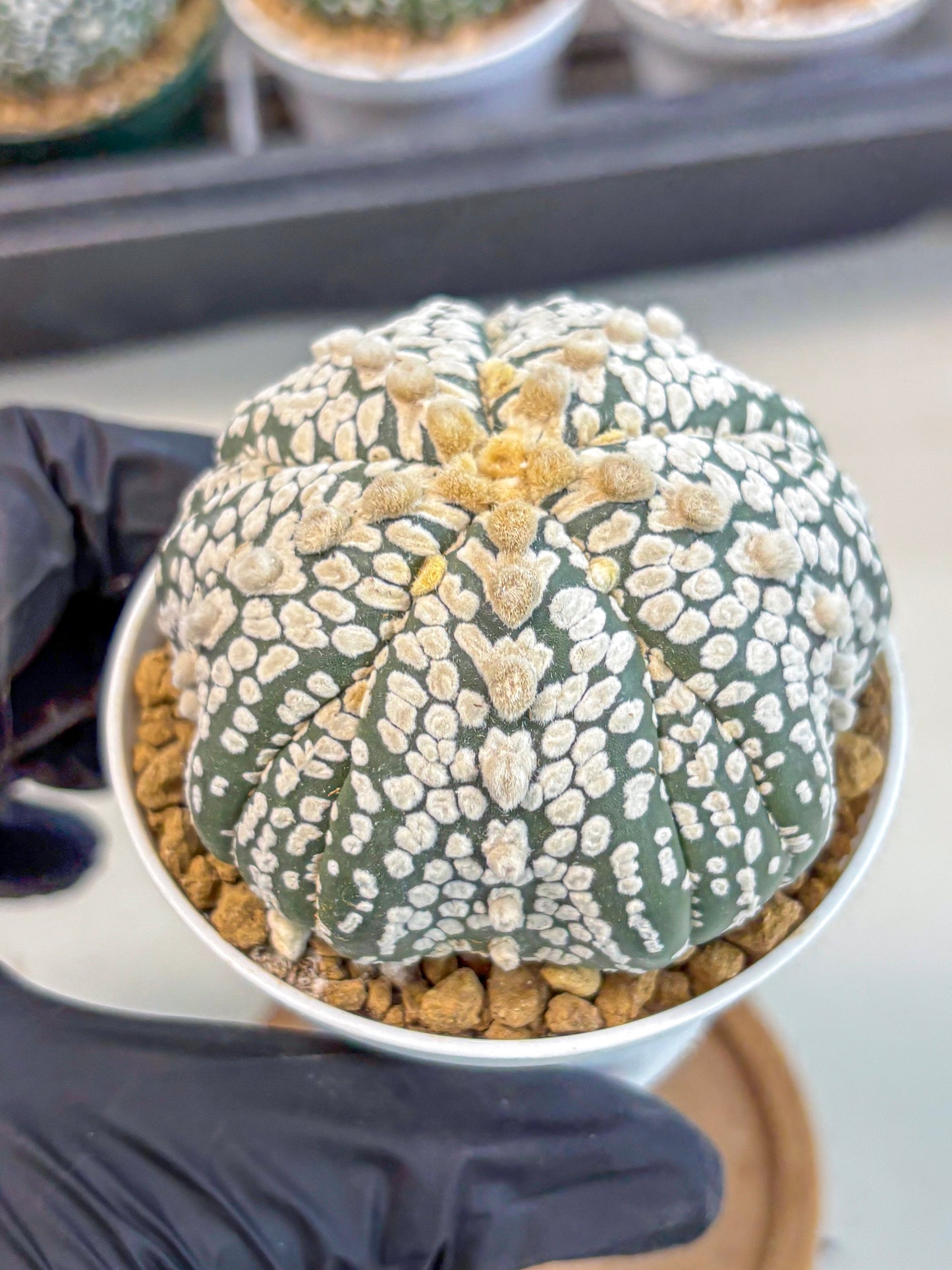 Astrophytum 5-Ribs (at7) (y7) | Living Rocks