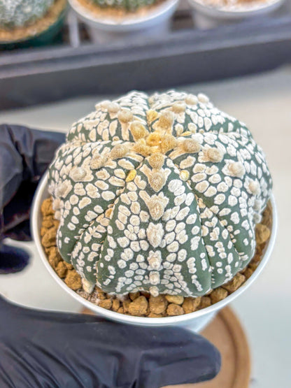 Astrophytum 5-Ribs (at7) (y7) | Living Rocks