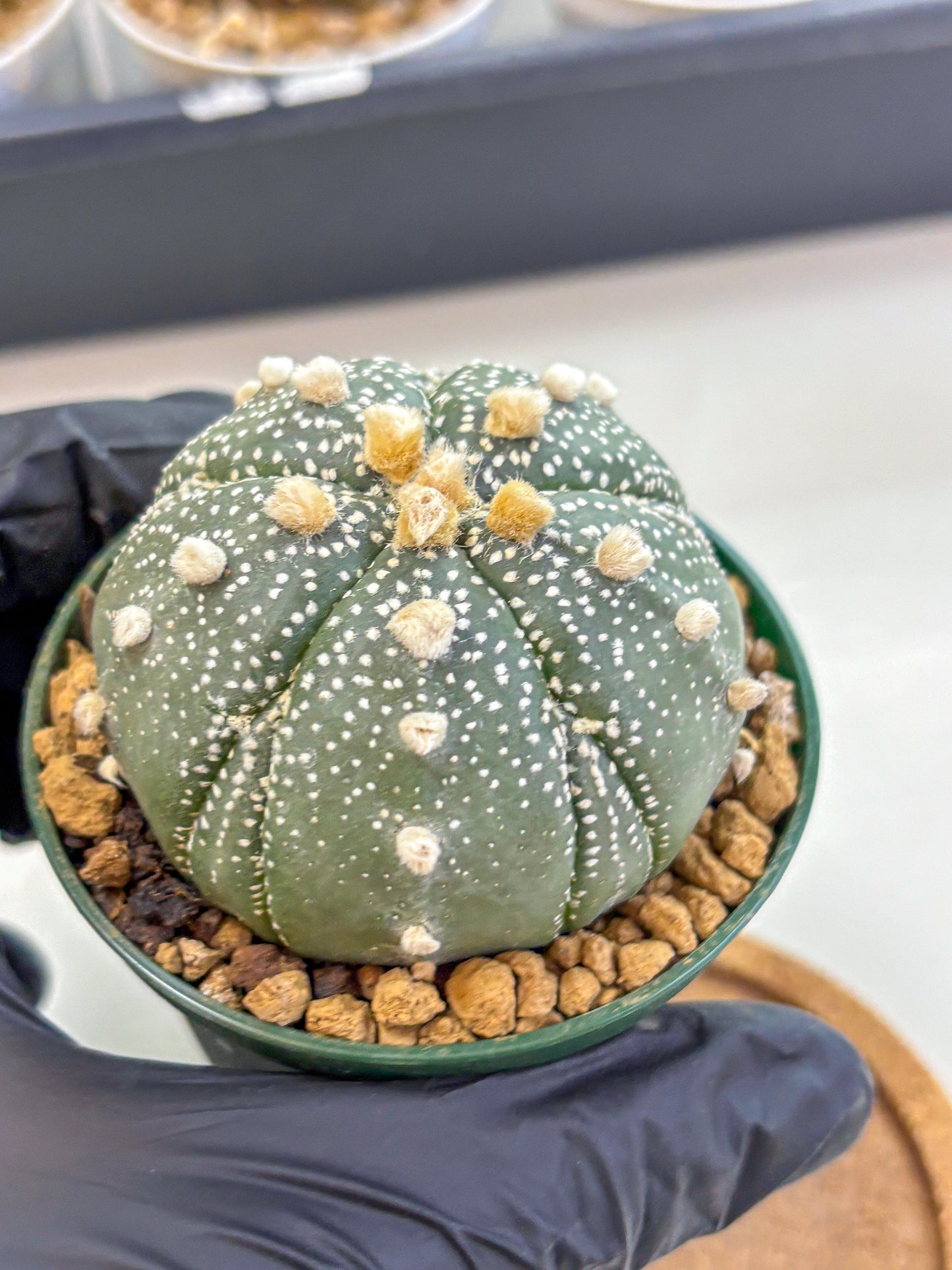 Astrophytum Fukuryu (at8) (09) | Rare Plant | Succulent Cactus