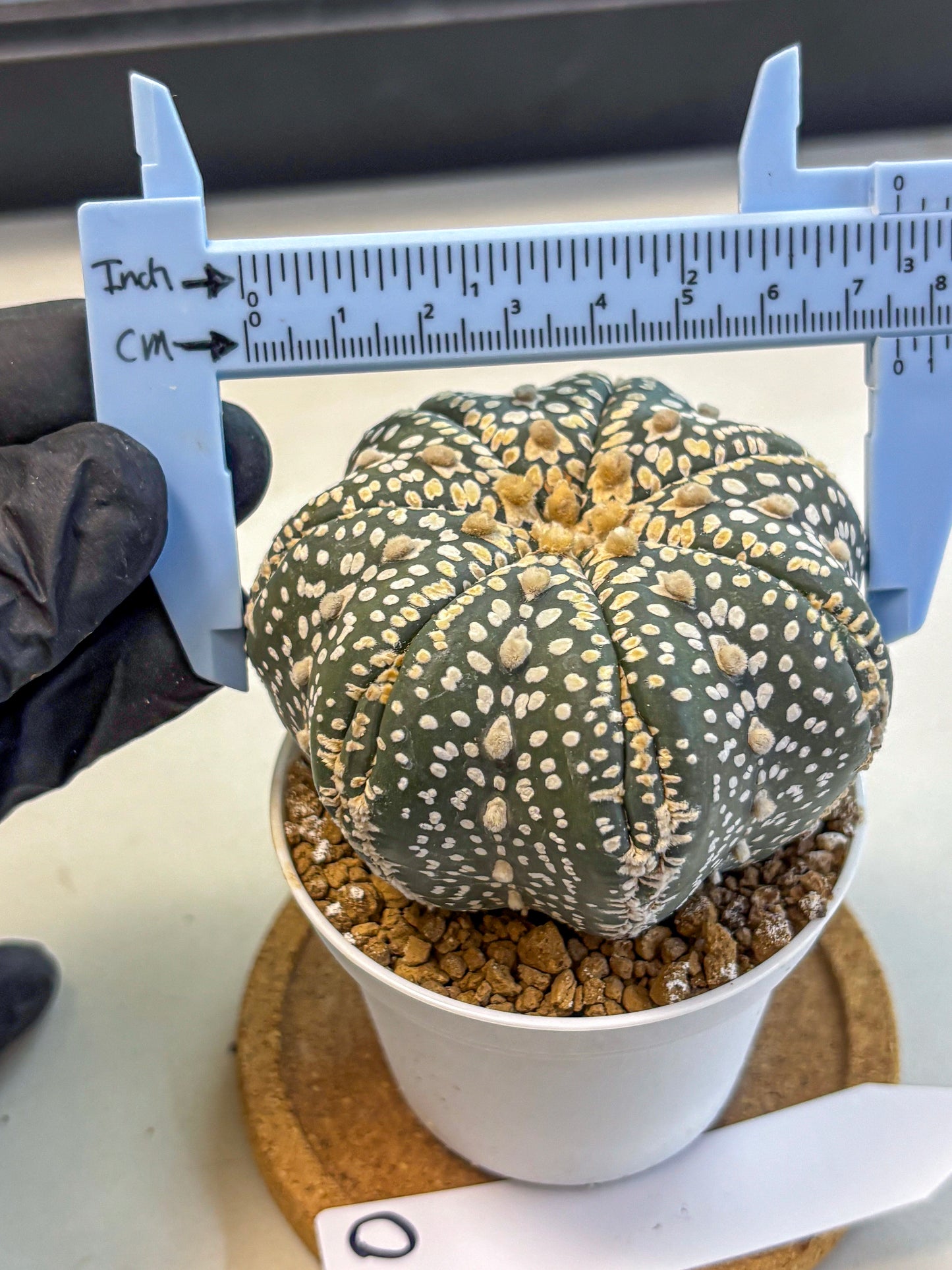 Astrophytum Super Kabuto (at10) (10) | sand dollar cactus