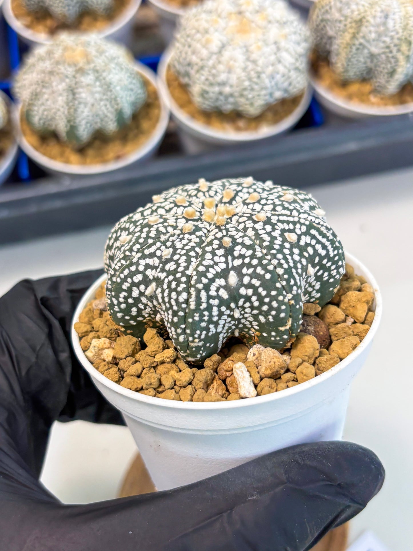 Astrophytum Star Shape (at3) (p4) | Very Rare Cactus