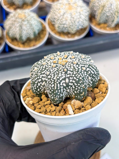 Astrophytum Star Shape (at3) (p4) | Very Rare Cactus