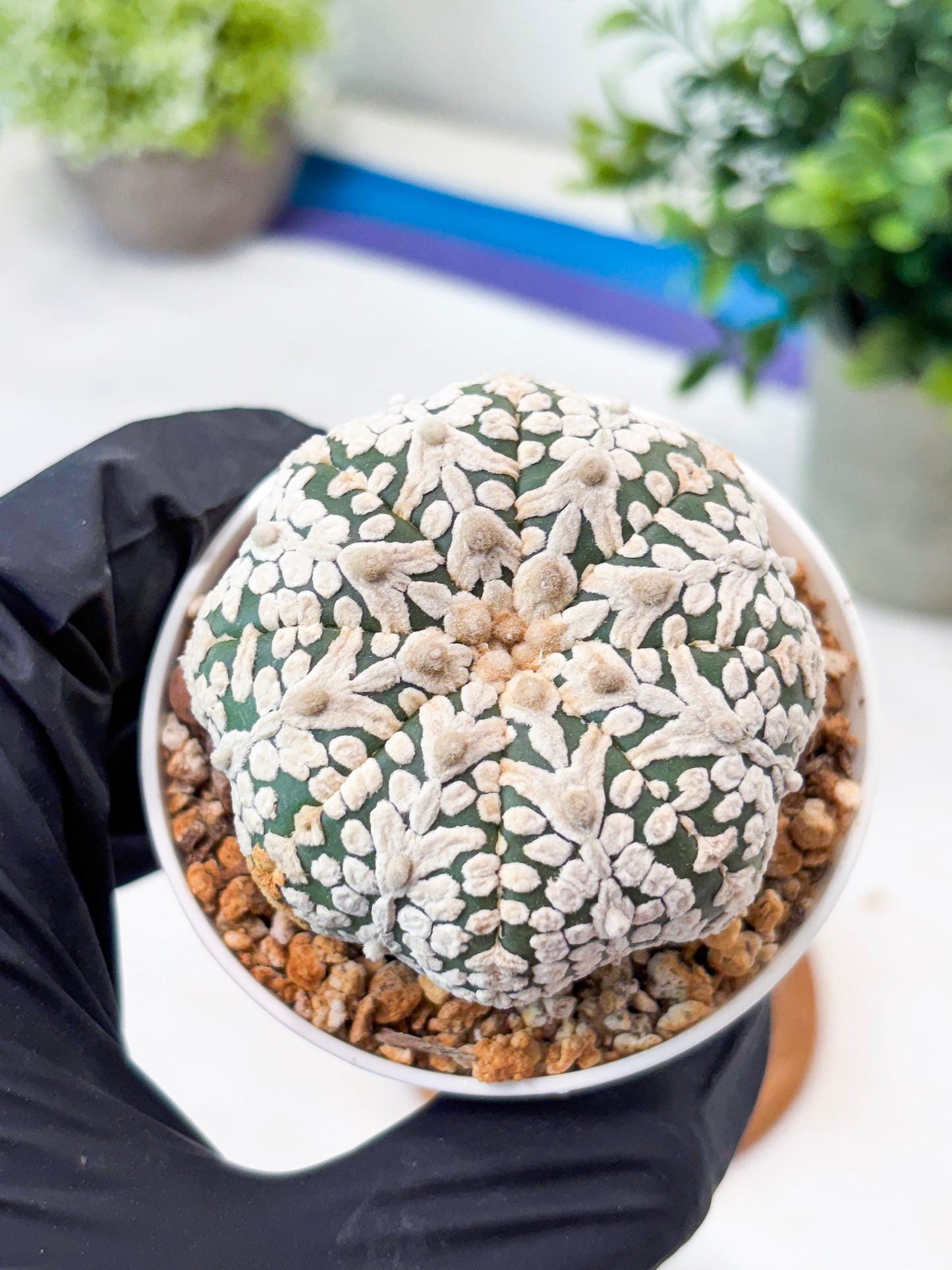 Astrophytum V-Type (T8) (b7) | SHIP from USA