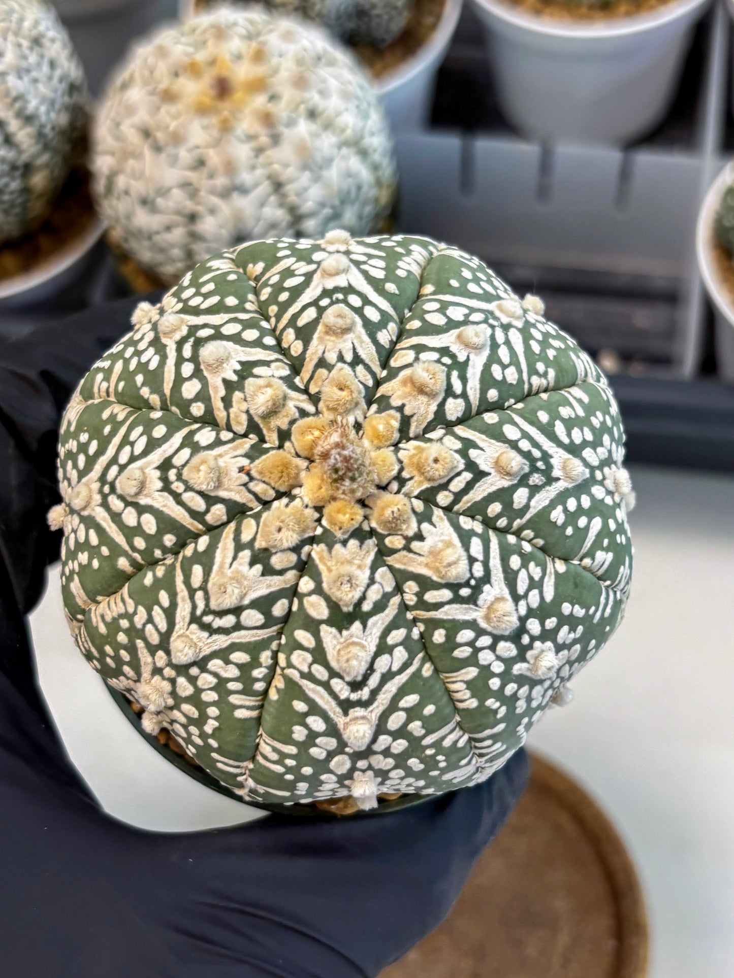 Astrophytum V-Type (at6) (y4) | Rare Star Cactus