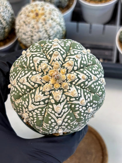 Astrophytum V-Type (at6) (y4) | Rare Star Cactus