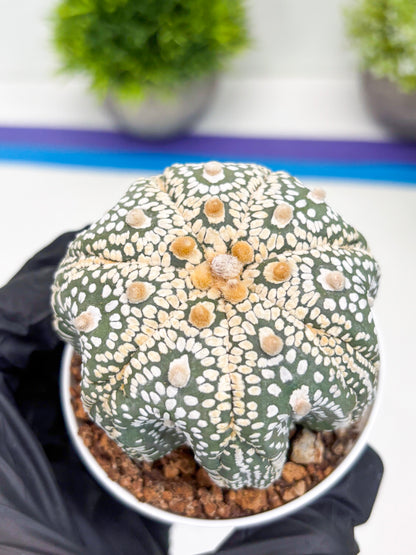 Astrophytum Super Kabuto (t7) (y6) | Imported Plants | 3" Pot