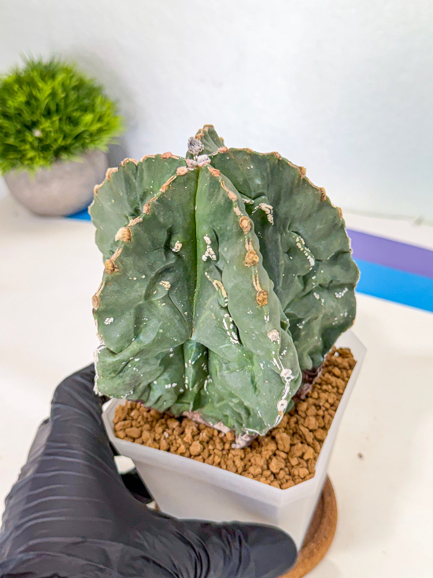 Astrophytum myriostigma 'Fukuryu' (yy) | Desert Plant