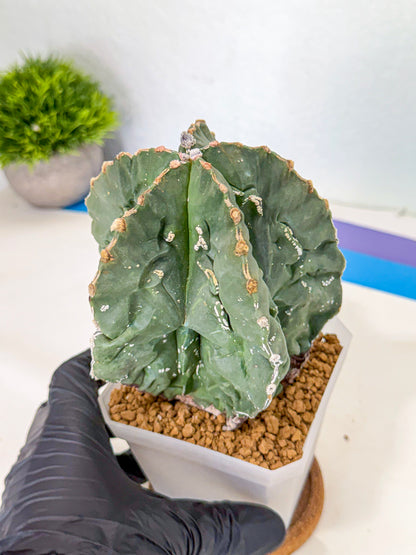 Astrophytum myriostigma 'Fukuryu' (yy) | Desert Plant