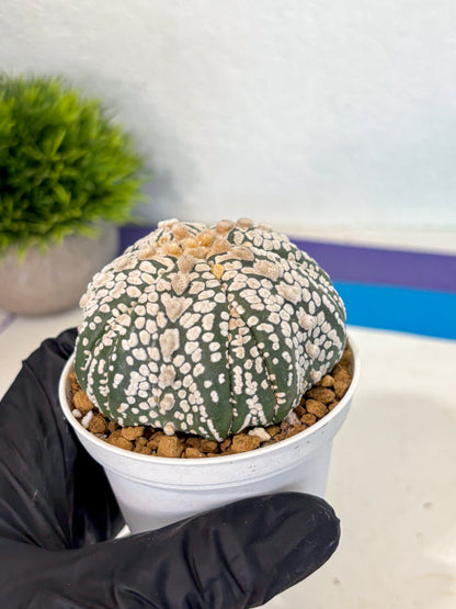 Astrophytum 5-Ribs (at7) (y7) | Living Rocks