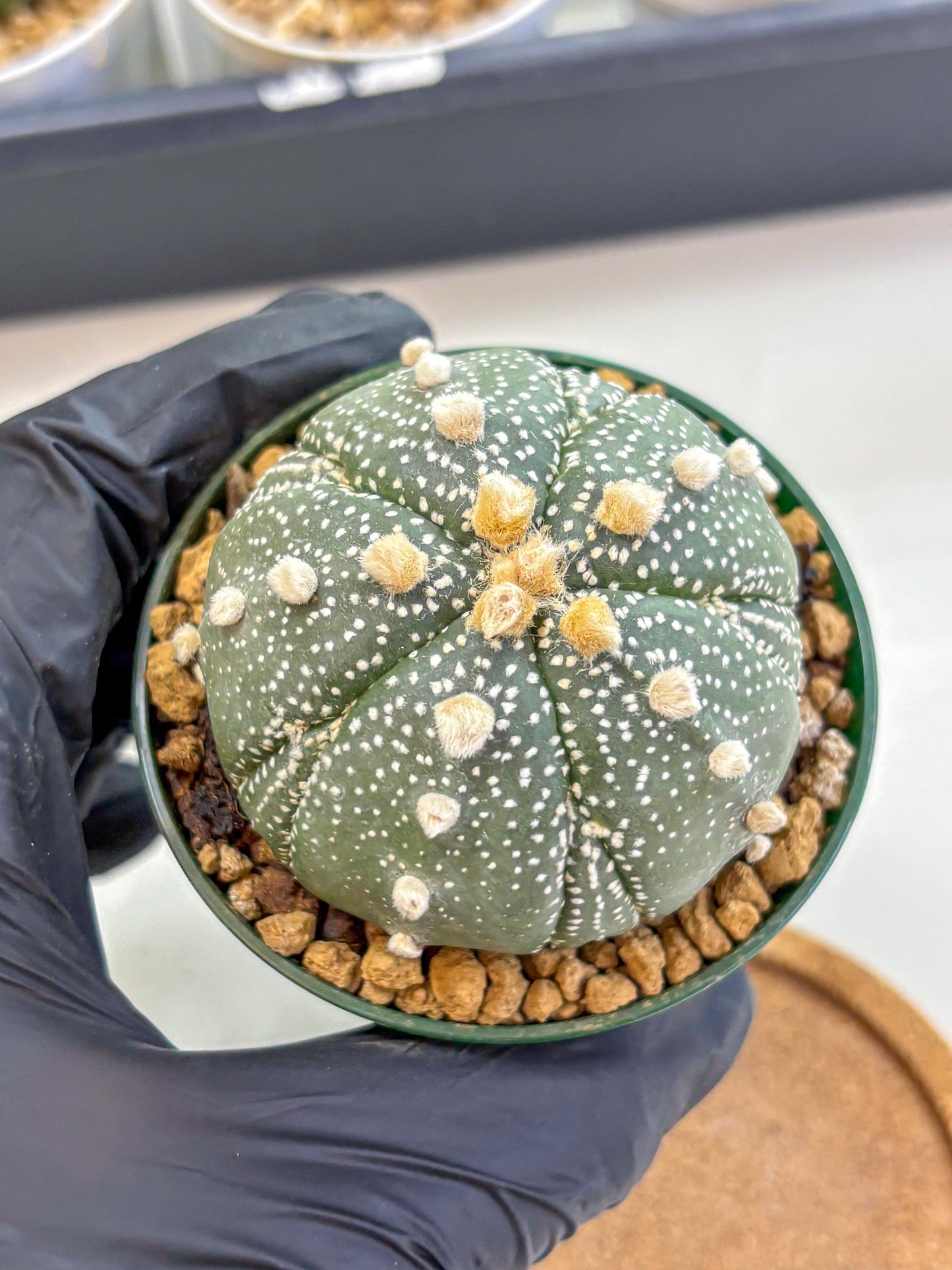 Astrophytum Fukuryu (at8) (09) | Rare Plant | Succulent Cactus