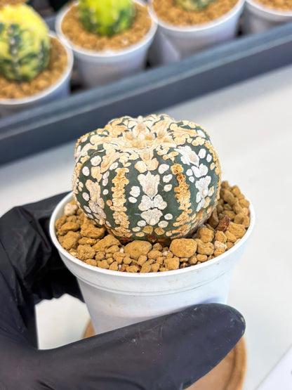 Astrophytum V-Type (at1) (p7) | Imported Cactus