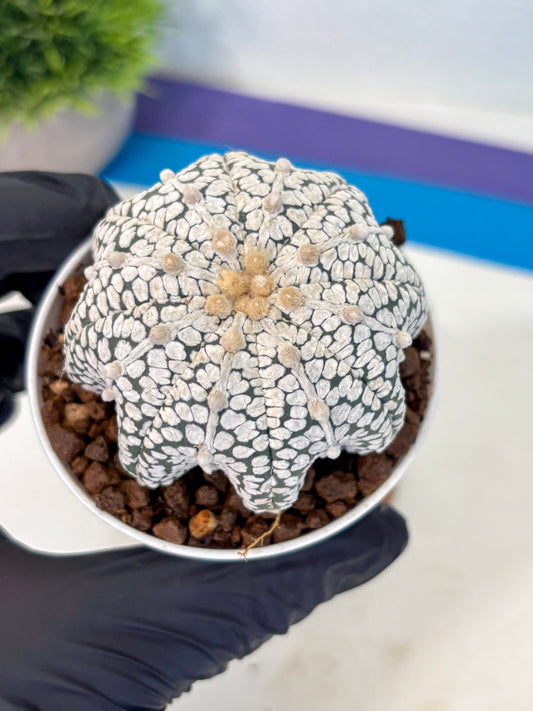 Astrophytum V Type (at5) (04) |  Sea urchin cactus