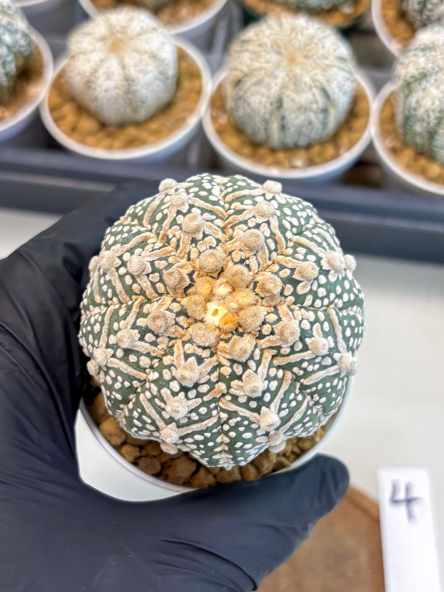 Astrophytum V-Type (at5) (p4) | Rare imported Plant