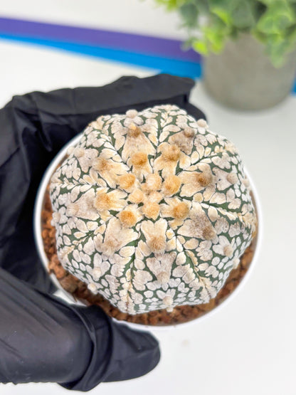 Astrophytum Super Kabuto V Type (T4) (y2) | Las Vegas Seller
