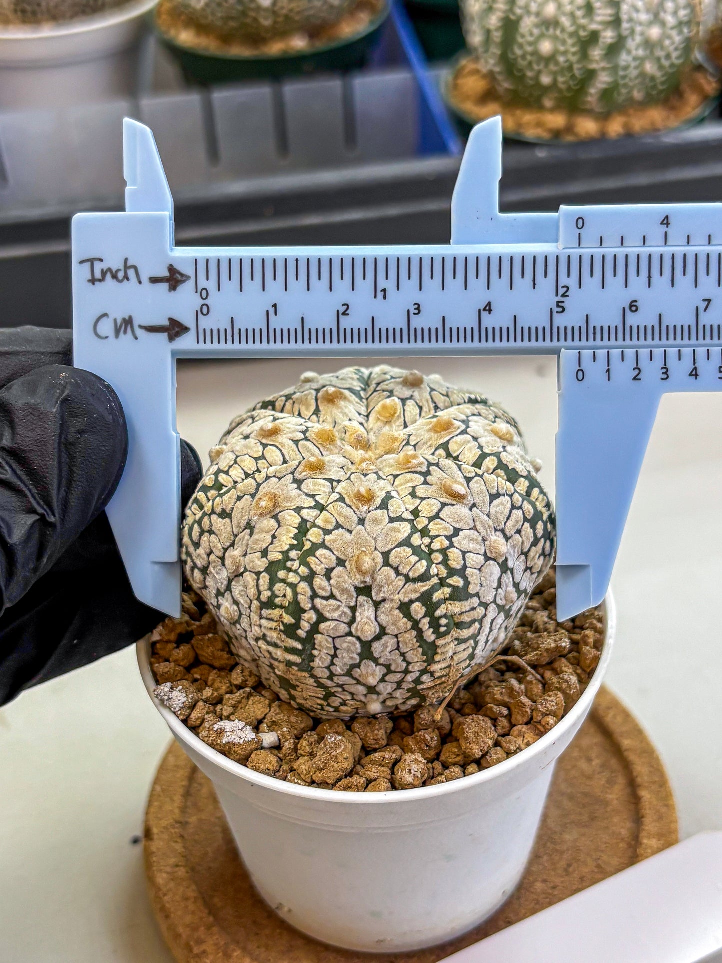 Astrophytum V Type (at2) (05) | Live Plant | Rare Collection