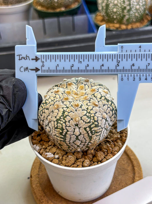 Astrophytum V Type (at2) (05) | Live Plant | Rare Collection