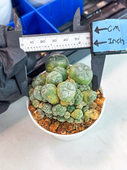 Spineless Cactus (Lo1) (g3) | For Advanced Growers