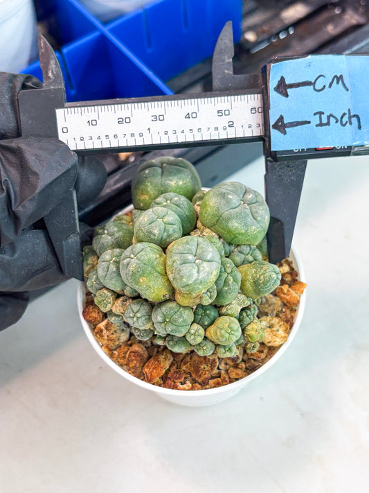 Spineless Cactus (Lo1) (g3) | For Advanced Growers