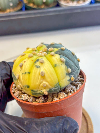 Astrophytum Variegated (at9) (05) | Rare Plant | Live Cactus