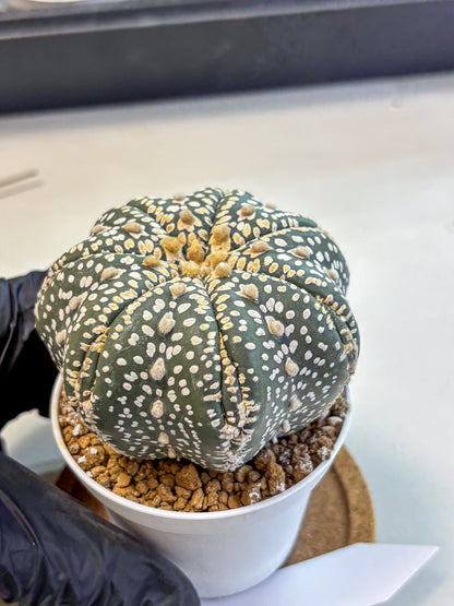 Astrophytum Super Kabuto (at10) (10) | sand dollar cactus