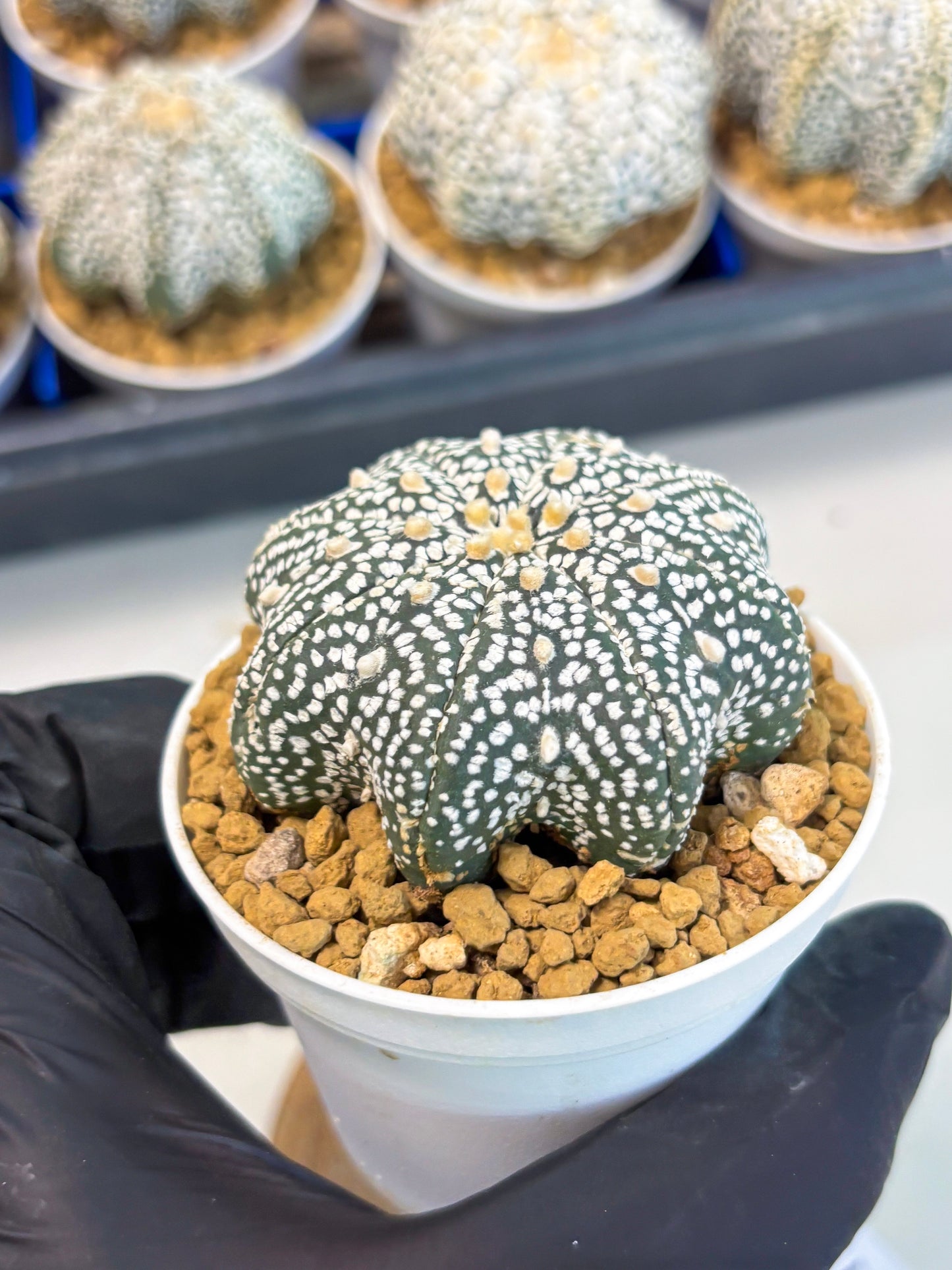 Astrophytum Star Shape (at3) (p4) | Very Rare Cactus