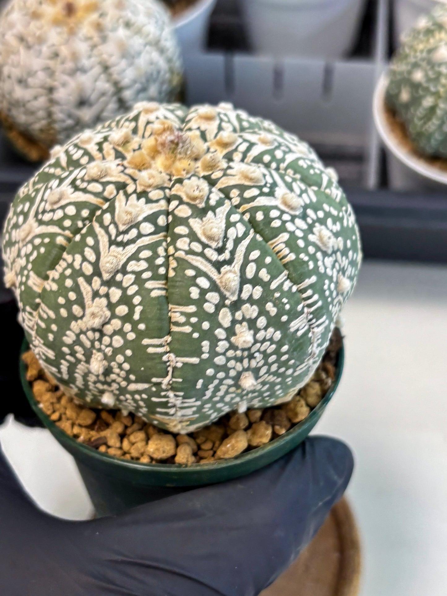 Astrophytum V-Type (at6) (y4) | Rare Star Cactus