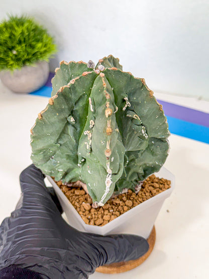 Astrophytum myriostigma 'Fukuryu' (yy) | Desert Plant