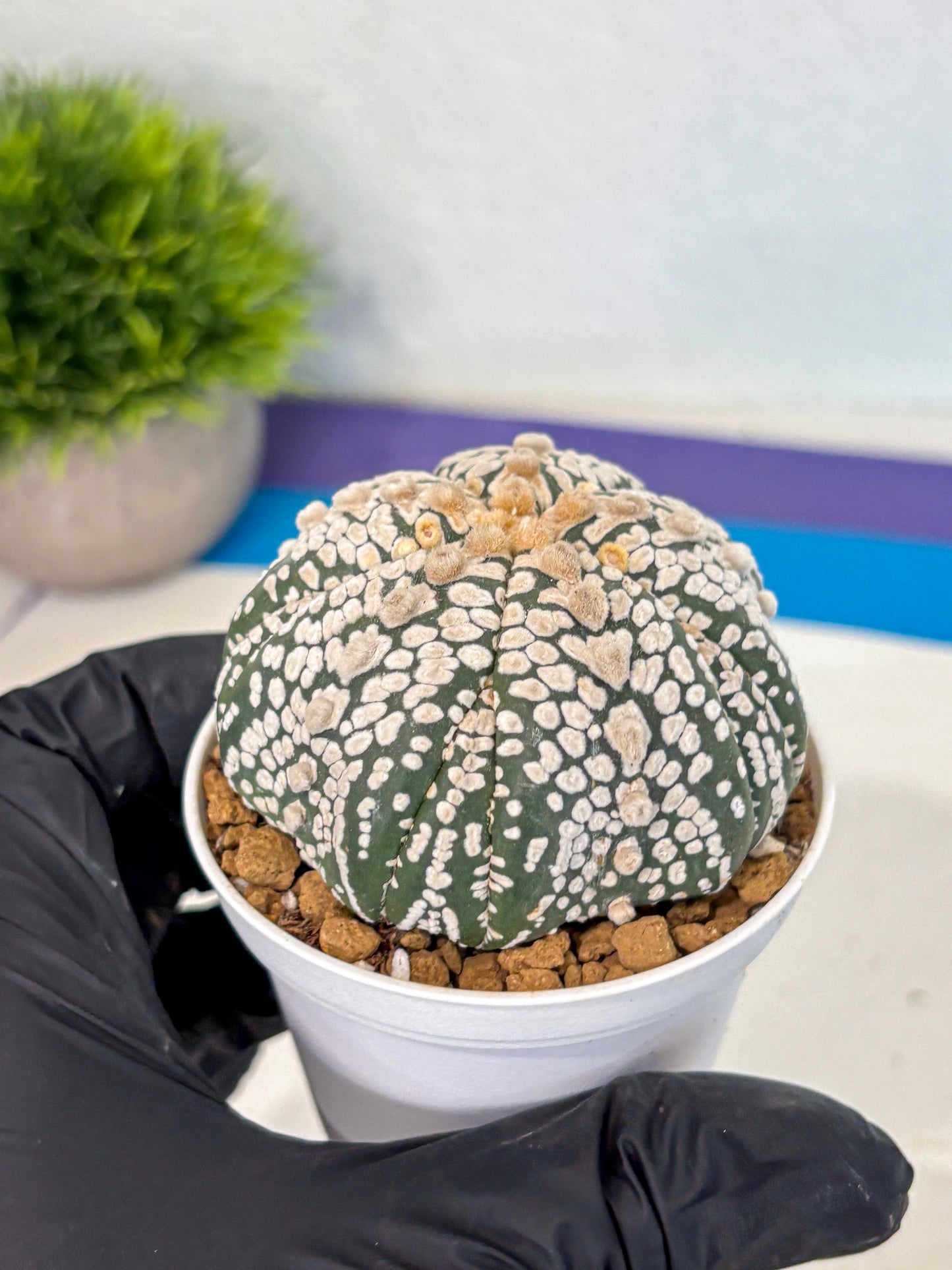 Astrophytum 5-Ribs (at7) (y7) | Living Rocks