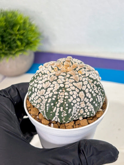 Astrophytum 5-Ribs (at7) (y7) | Living Rocks