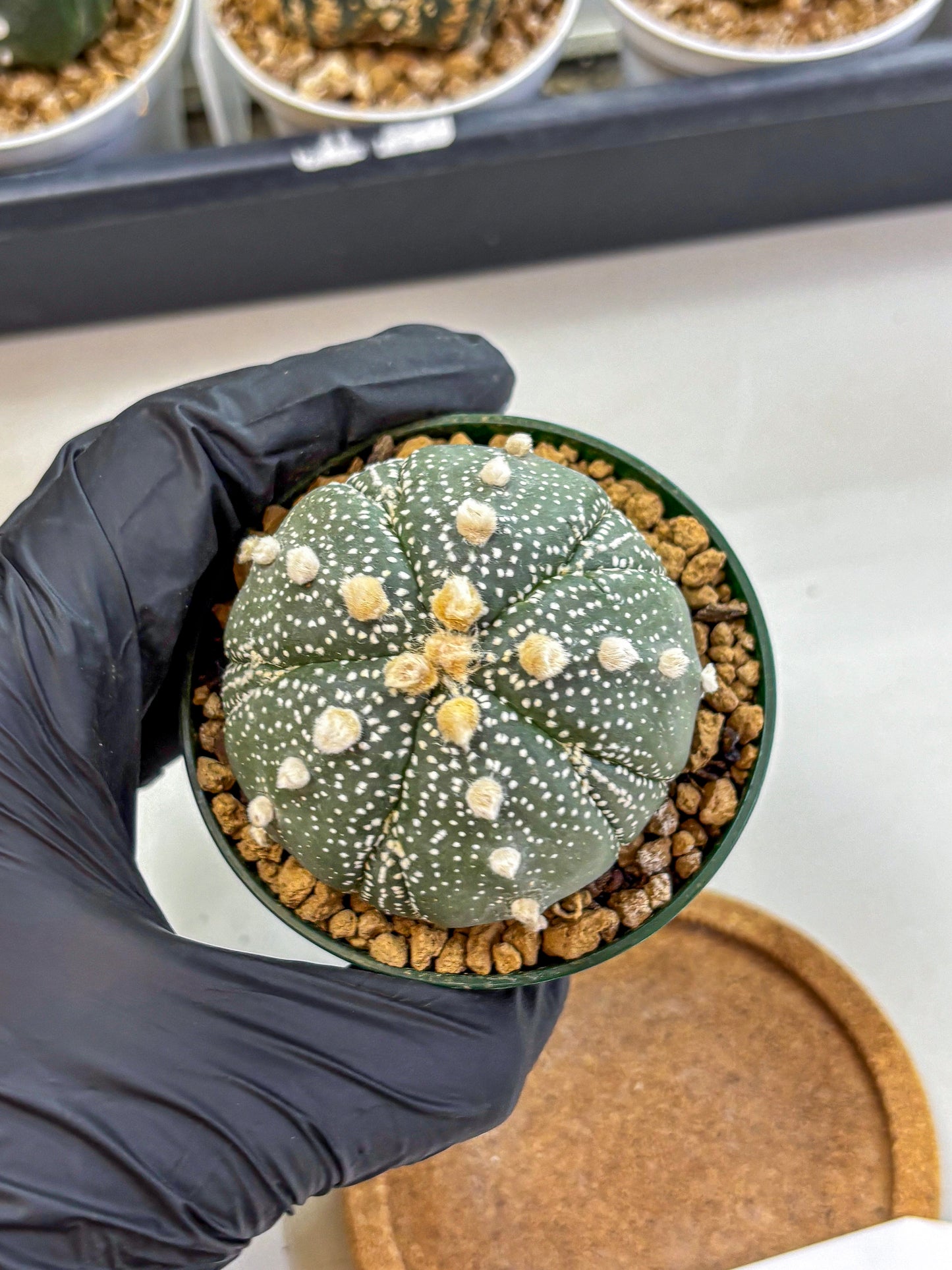 Astrophytum Fukuryu (at8) (09) | Rare Plant | Succulent Cactus
